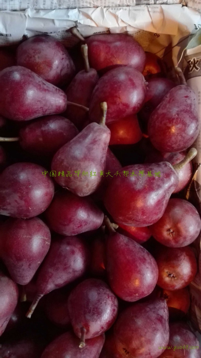 红黄香蕉梨精品特早熟阳历六月上市