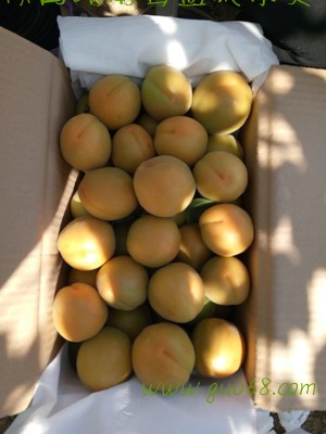 陕西金太阳杏子基地价格陕西樱桃产地价格