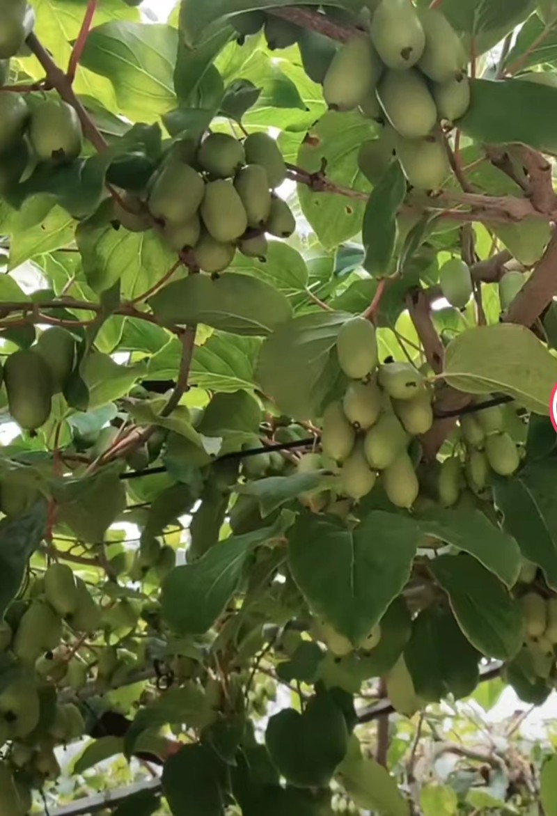 河北软枣猕猴桃
