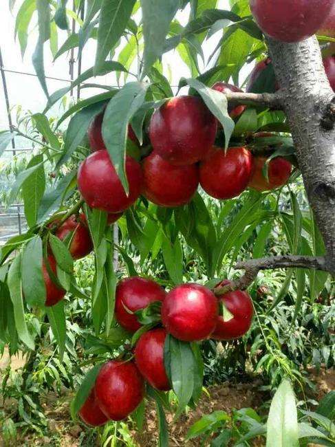 山西陆地油桃基地