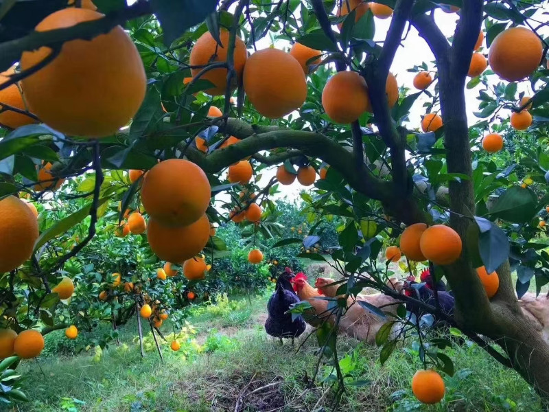 赣南脐橙
