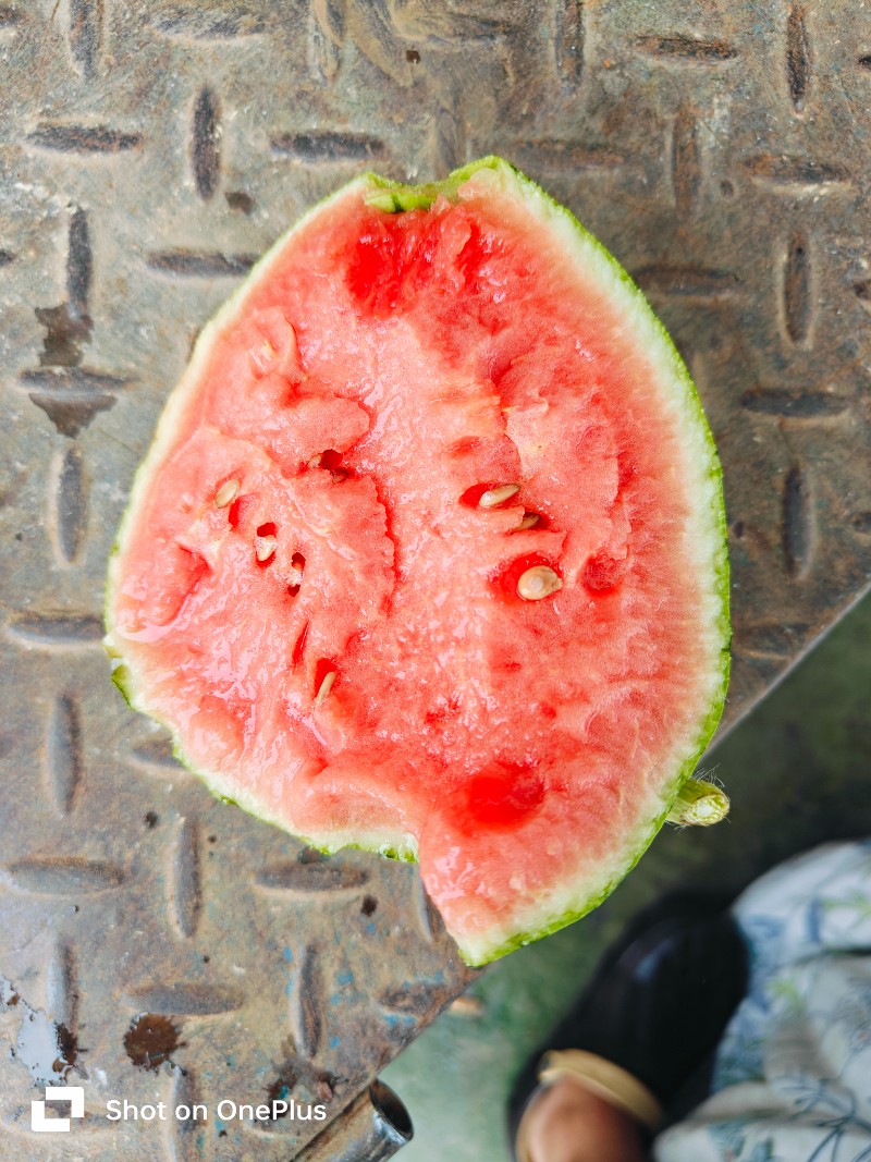 西瓜，拿比特西瓜小果型