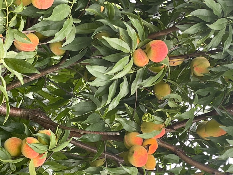 自家爷爷种的锦绣红心黄桃