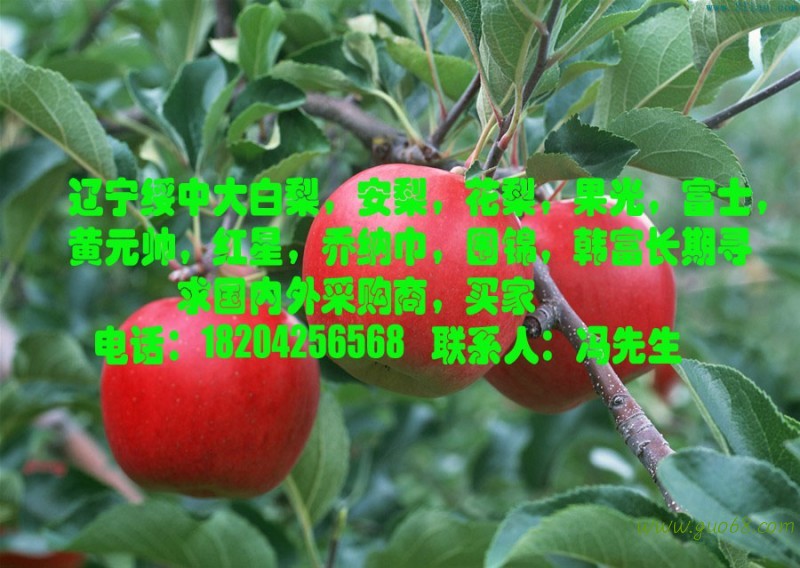 批发、供应、代收、出售、产地直销：辽宁绥中富士苹果、黄元帅、寒富苹果