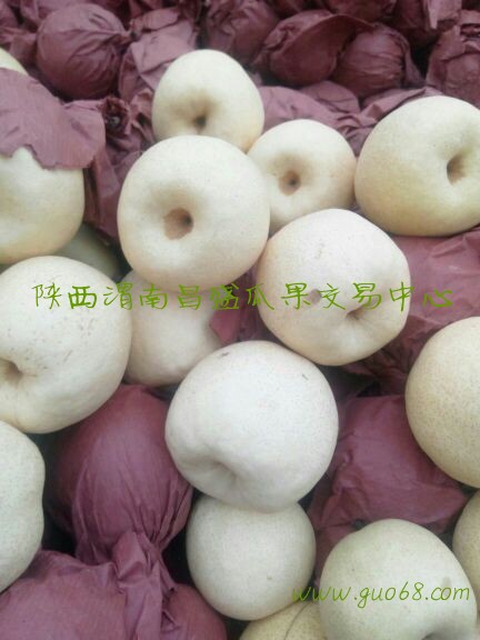 陕西砀山酥梨批发陕西贡梨基地批发