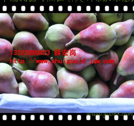 专业代办/一面红梨/早红考蜜斯梨/无核梨/香蕉梨/巴梨60#