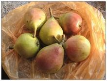 中国极早熟 大头梨 一面红梨 巴梨 茄梨 大泽山梨 香蕉梨