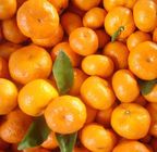 正宗南丰蜜桔代销；代办