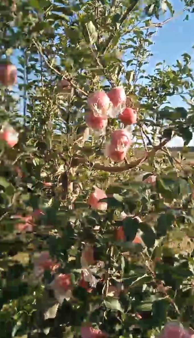 山西红富士苹果
