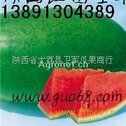 陕西大棚西瓜产地价格新红宝西瓜特大新红宝西瓜产地行情