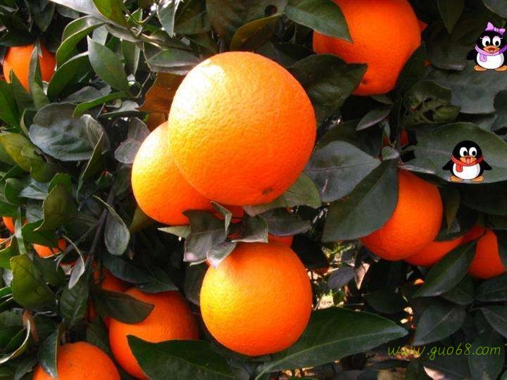 诚信批发宜昌秭归脐橙.伦晚.夏橙