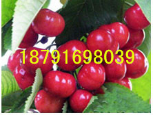 陕西红灯樱桃产地萨米脱樱桃基地价格