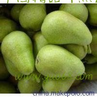 三季梨伏梨大泽山梨无核梨红皮梨早早熟批发