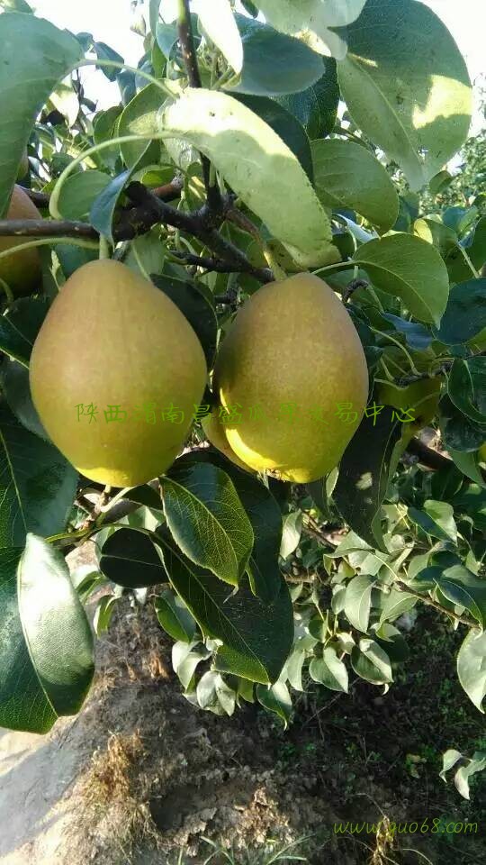 陕西红香酥梨价格红香酥梨批发基地