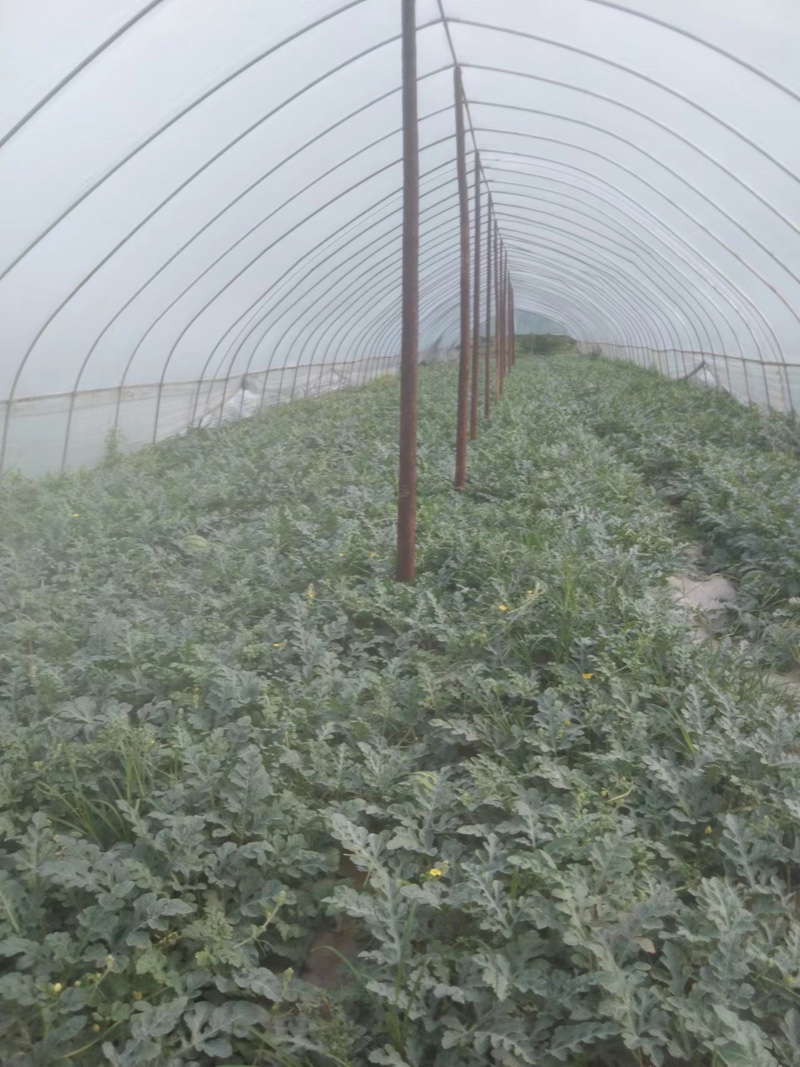 大棚基地直销美都西瓜