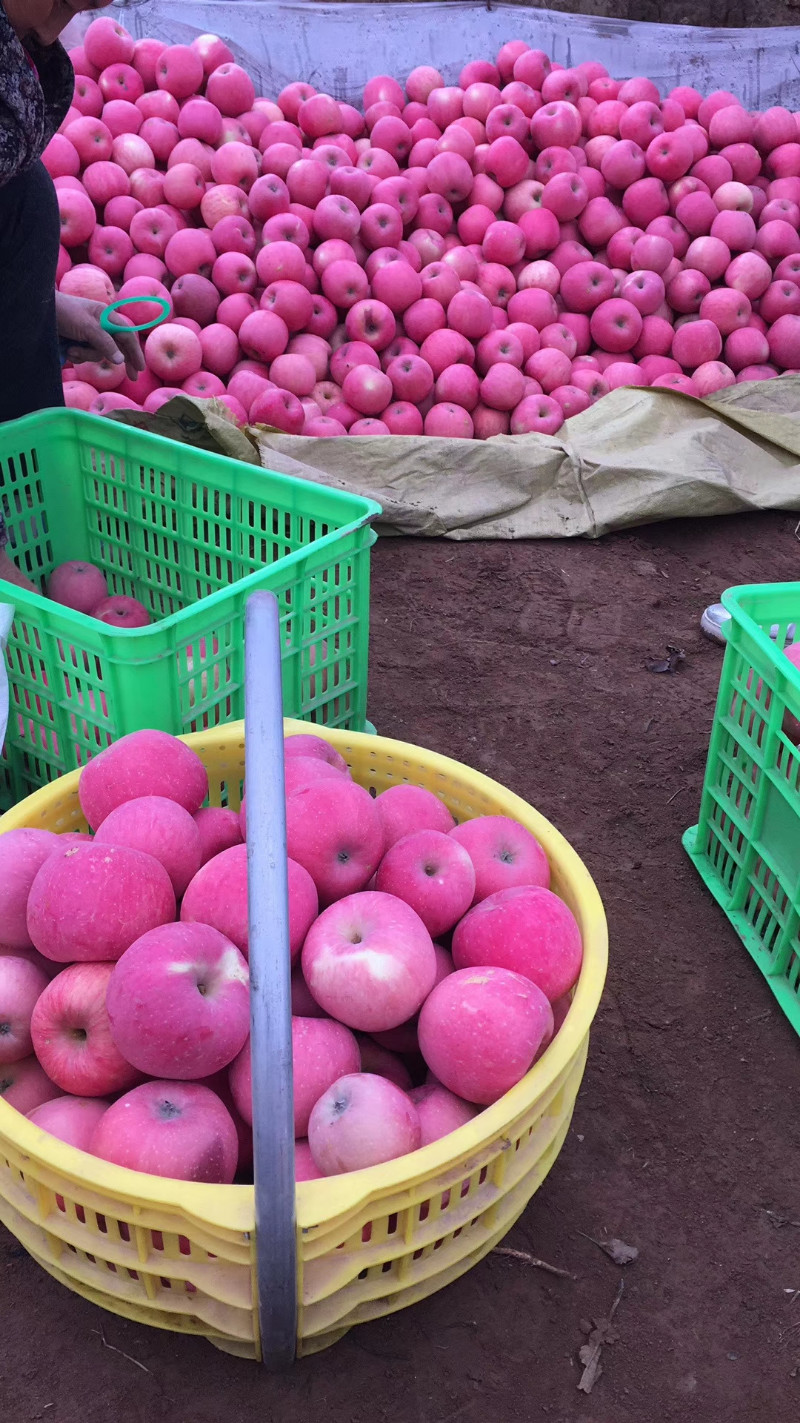 陕西苹果红富士