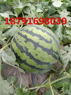陕西西瓜批发陕西甜王西瓜批发京欣西瓜产地价格