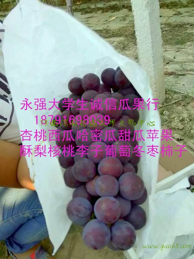 大荔县户太八号葡萄基地陕西渭南夏黑葡萄产地价格