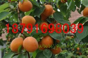 陕西金太阳杏子批发温室大棚金太阳杏子价格