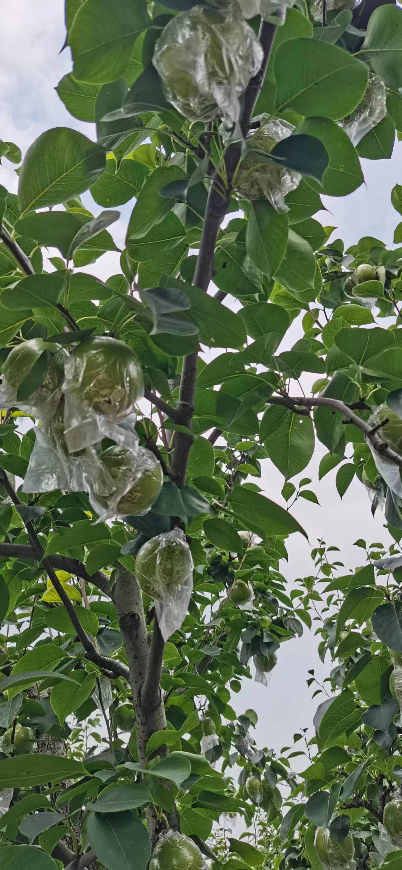 梨 、翠冠、 黄冠 、 酥梨、圆黄、 秋月梨