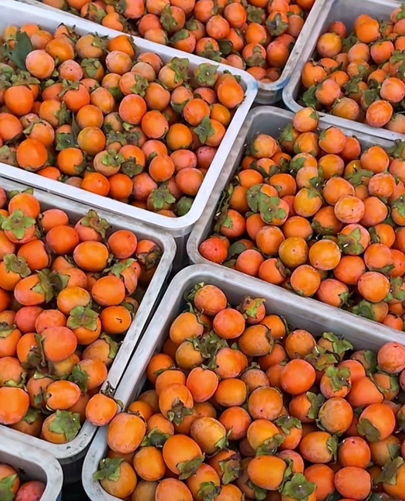 早吊红，晚吊红，虫代代，竹子管，胭脂红，七月黄，火葫芦