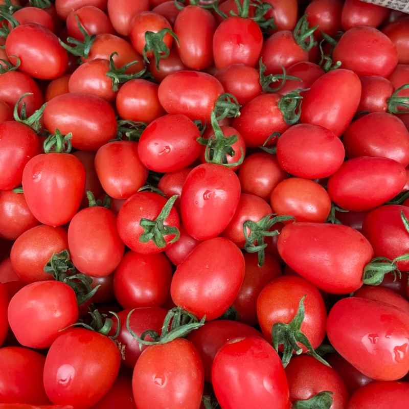 千禧 圣女果 小番茄 大降价！！！
