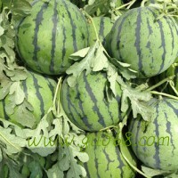 山东大棚京欣甜王西瓜，油桃降价了，货源充足保证质量