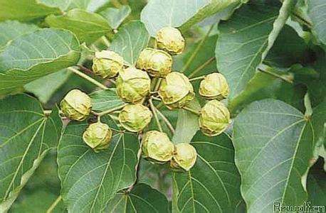 供应国产千年桐种子种苗简介