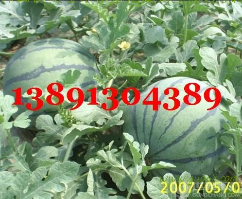陕西大荔大棚甜王西瓜产地大量上市