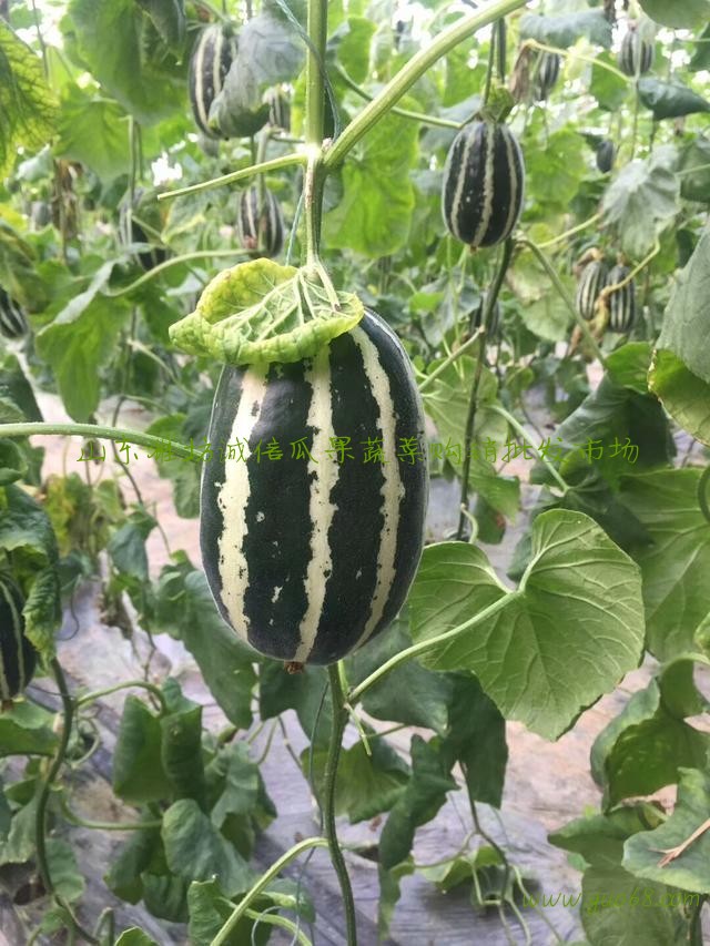 求购山东潍坊博洋9甜瓜