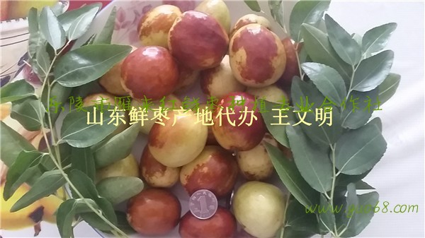 特产山东鲜枣产地价格