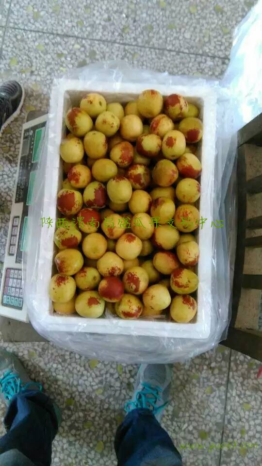 陕西大荔县冬枣批发大荔县大棚冬枣基地价格