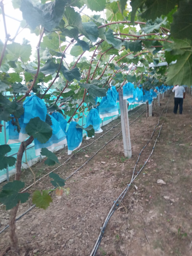 山东省菏泽市鄄城县