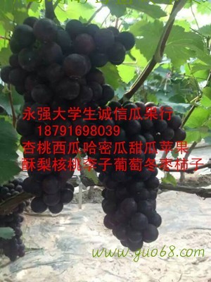 陕西夏黑葡萄批发陕西京亚葡萄基地价格