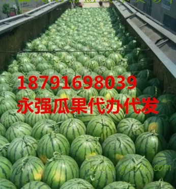 甜王西瓜批发陕西甜王西瓜基地价格，陕西甜王西瓜产地价格