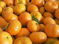 正宗南丰蜜桔代销//代办20262026558