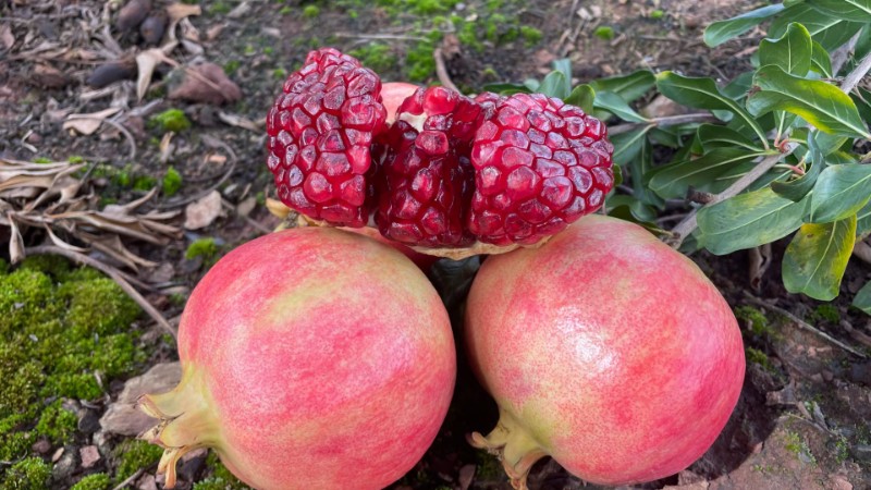 会理突尼斯软籽石榴