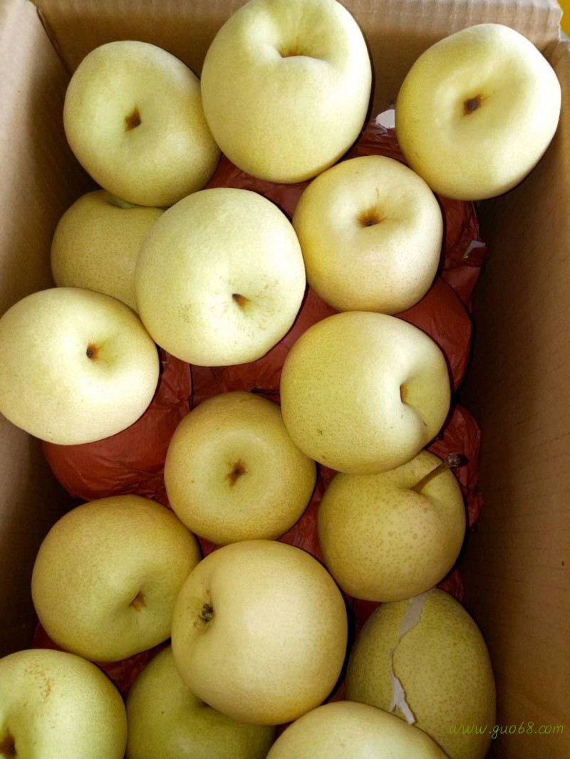 纸袋酥梨，摸袋