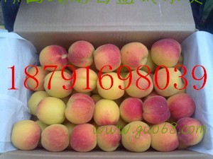 陕西杏子批发陕西金太阳杏子批发丰源红杏子产地批发