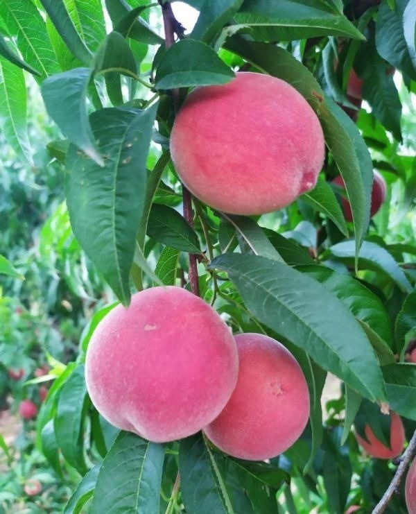 供应广西桃子树苗与桃花苗与桃花树品种介绍