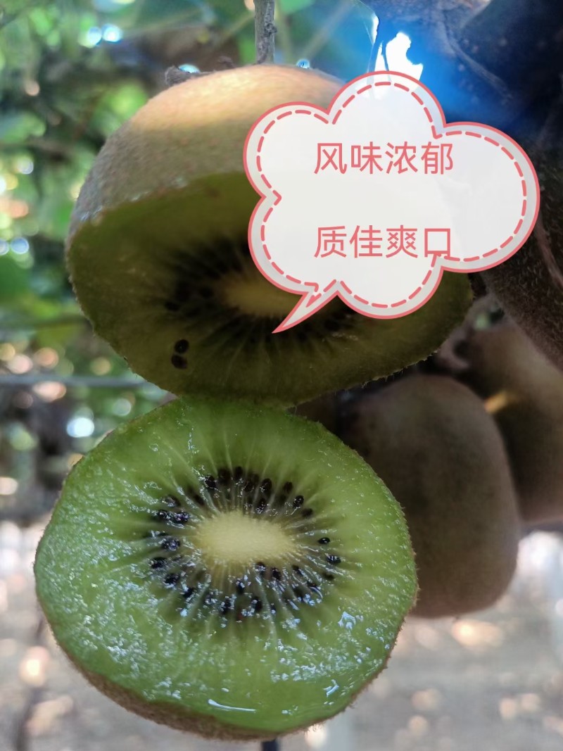 碧玉猕猴桃 生态 富硒 甜度高 品牌精品