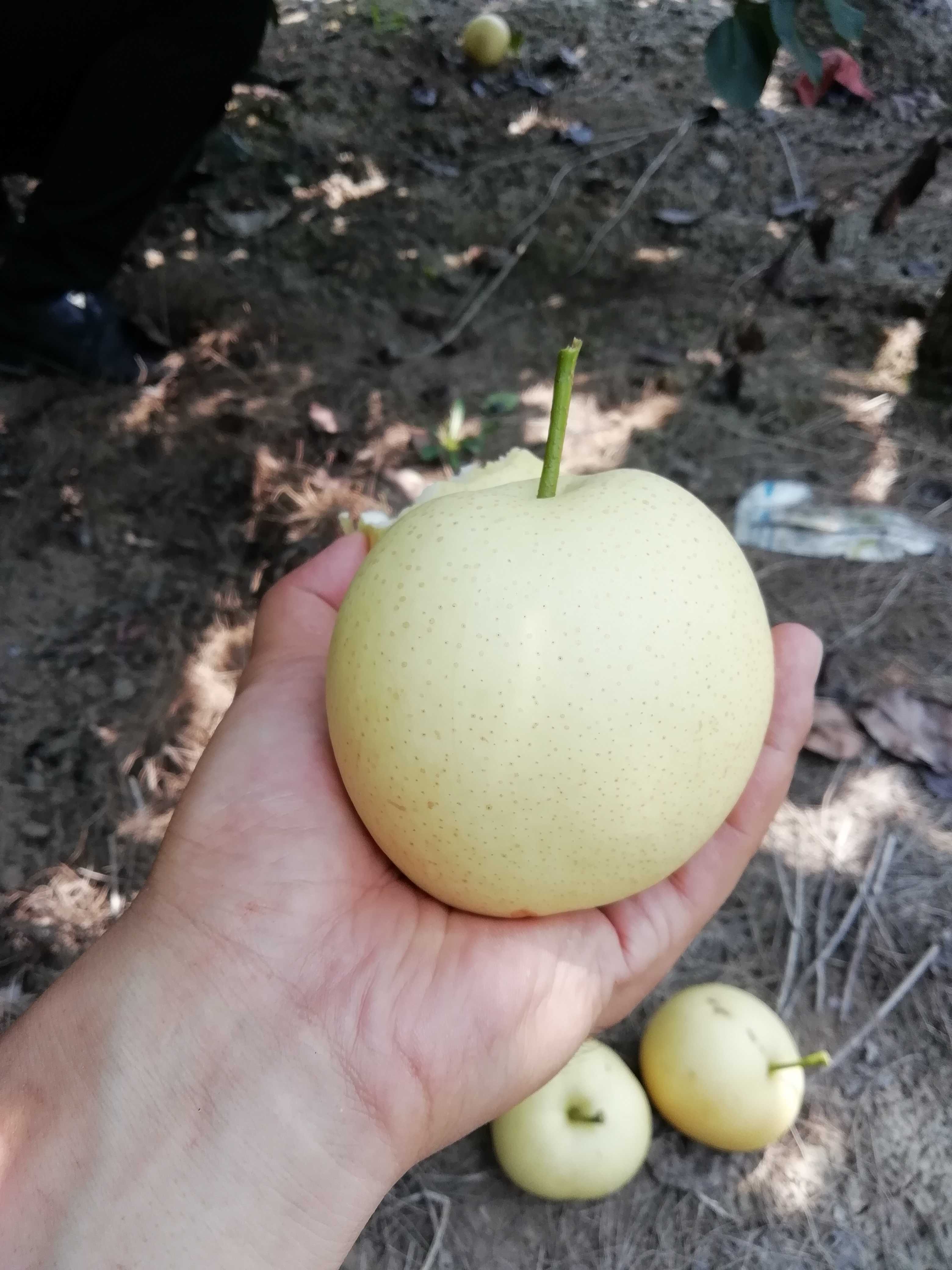 陕西皇冠梨批发纸袋皇冠梨基地价格