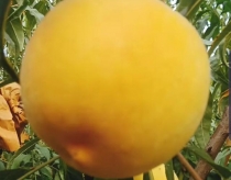 山东优质黄金桃秋彤毛桃上市了，质优价廉货源充足