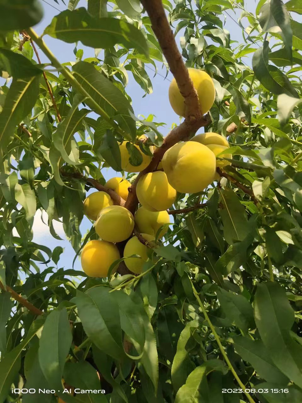 金皇后，黄桃量大车批