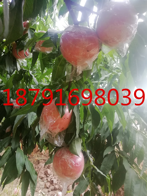 膜袋秦王毛桃批发