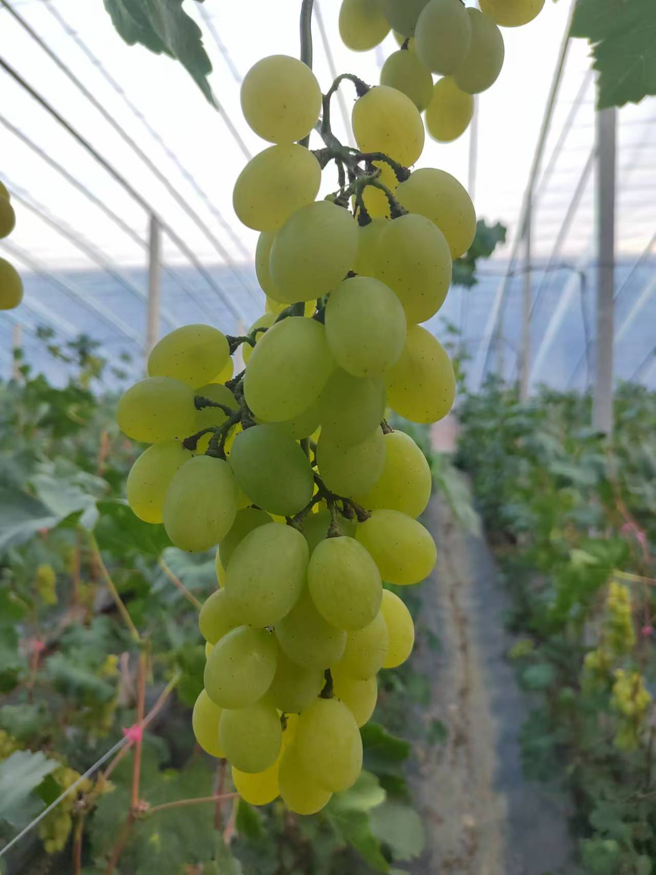 葡萄,维多利亚,阳光玫瑰,玫瑰香,巨圣1号