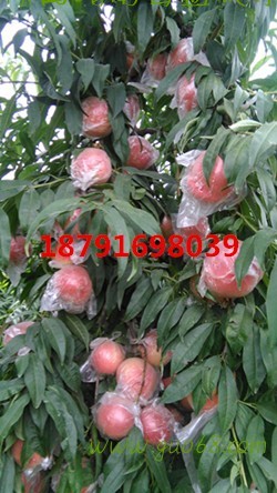 陕西中华桃王毛桃批发毛桃基地批发