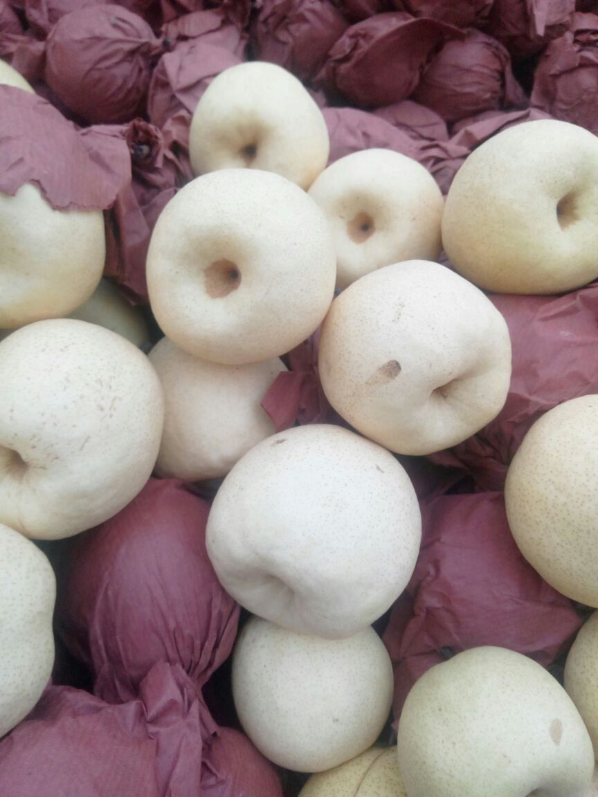 陕西贡梨批发 陕西纸袋贡梨基地价格