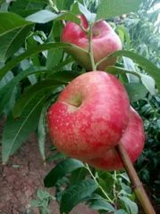 陕西油蟠桃批发大荔县油蟠桃基地价格