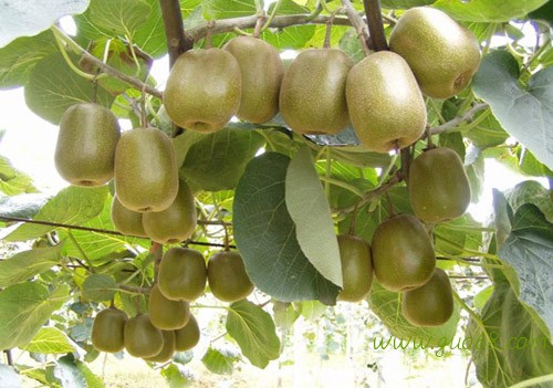 供应各种猕猴桃优惠多多欢迎选购。